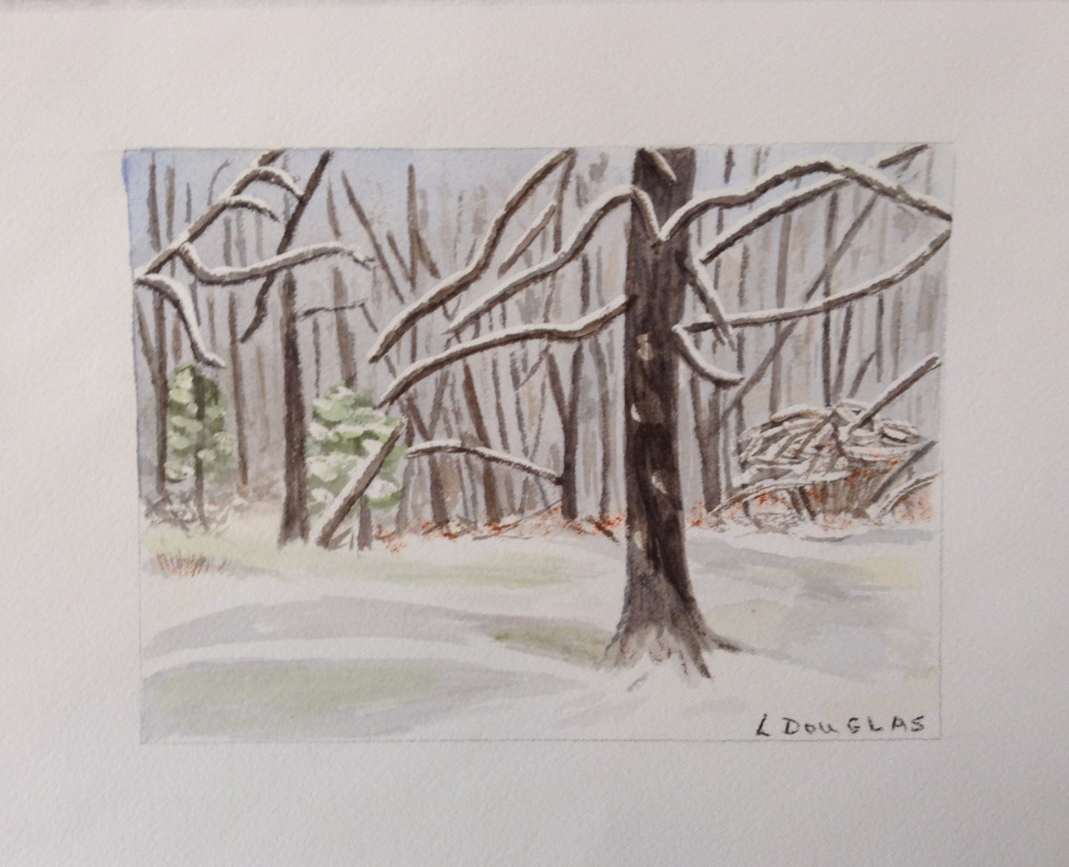 First Snow, Larch Tree by Louise Douglas 