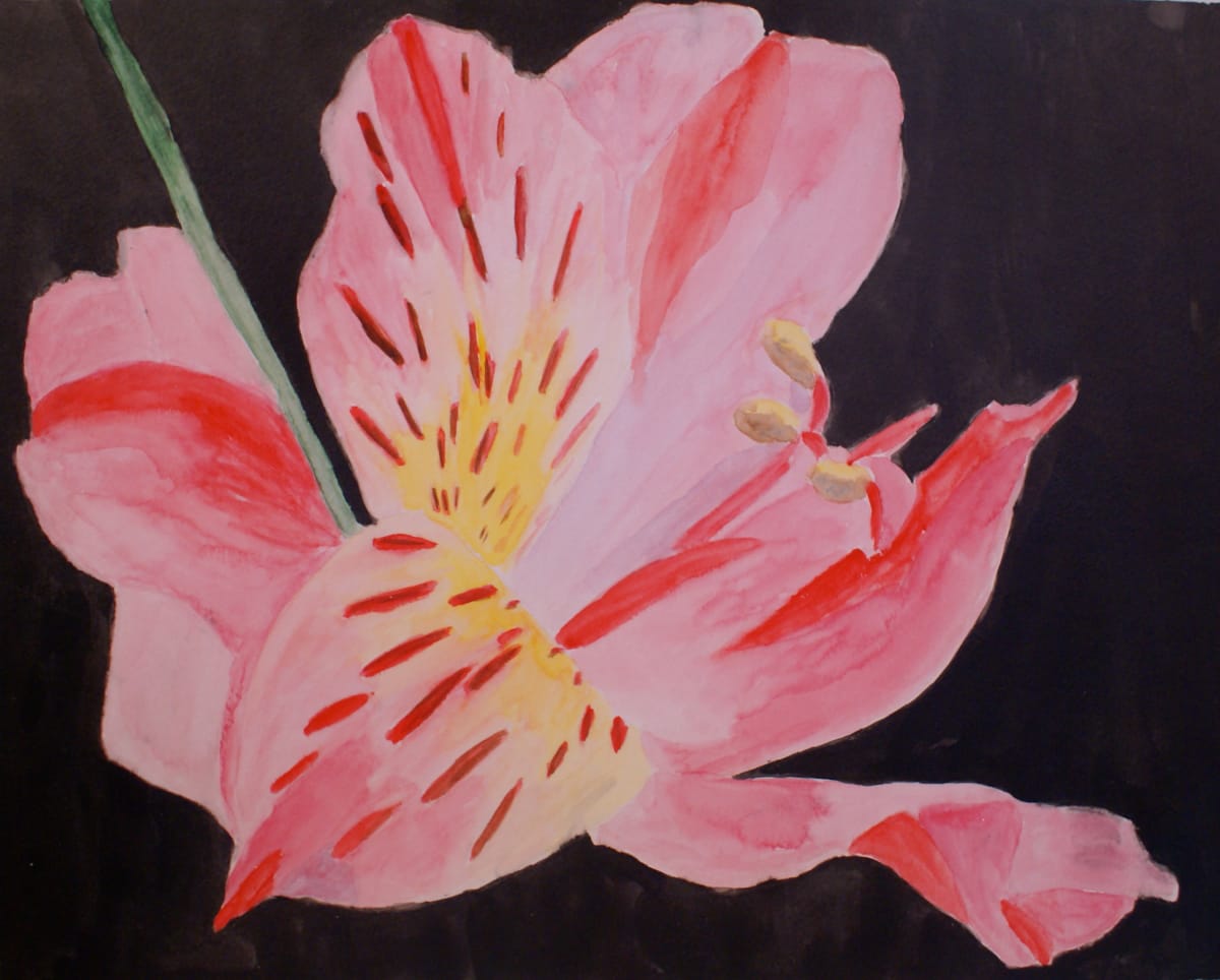 Single Pink Lily 2 by Louise Douglas, Image 1.