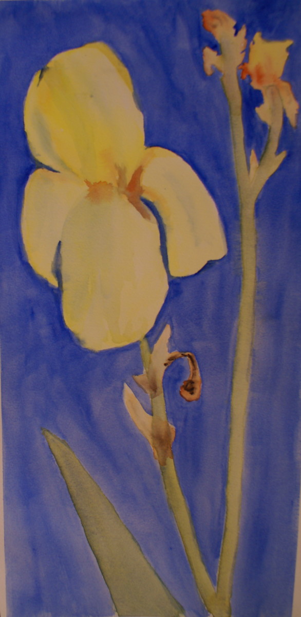 Yellow Flag Iris by Louise Douglas 