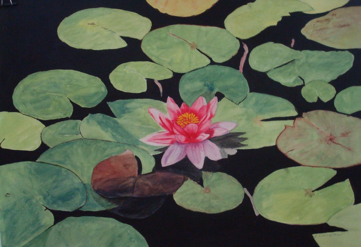 Waterlily 3 by Louise Douglas 