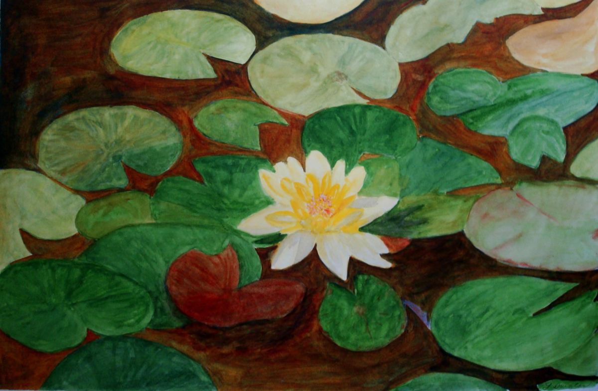 Waterlily 5 by Louise Douglas 