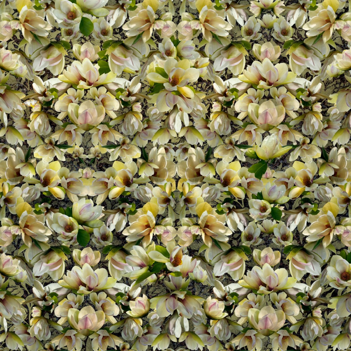 Magnolias Breaking Pattern by LISA  A.  FRANK, Image 3.