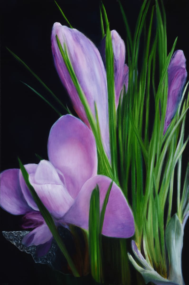 Purple Crocuses by Carolyn Kleinberger  
