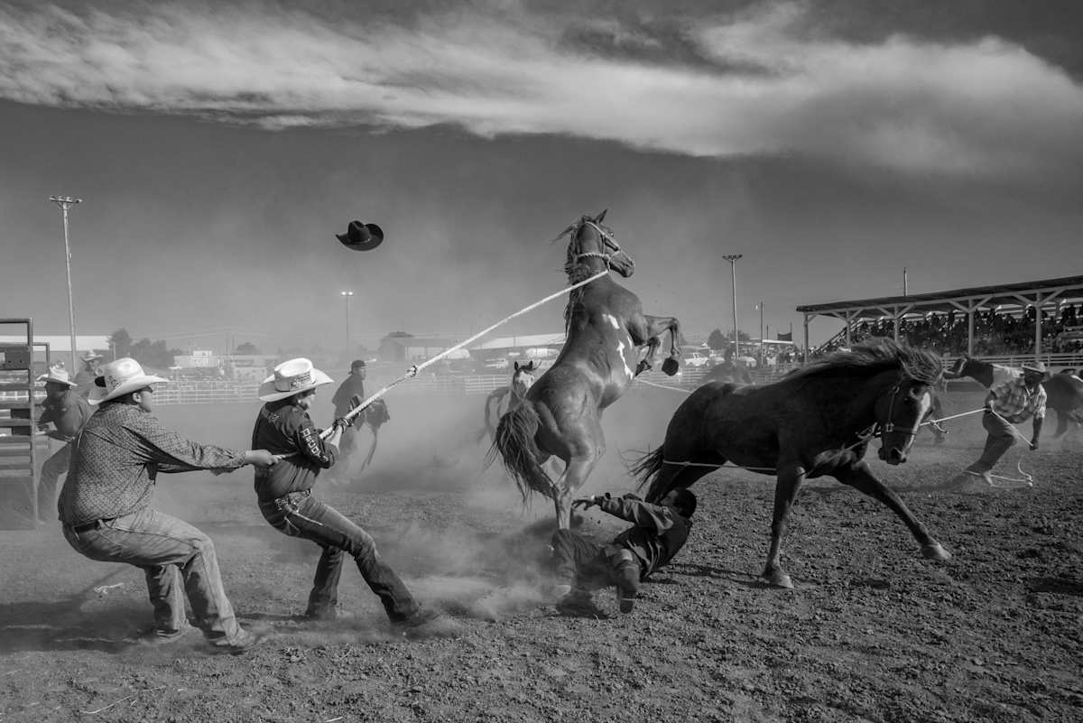 2018 Rosebud Rodeo, Wild Horse Race from the exhibition 2026 Art For ...