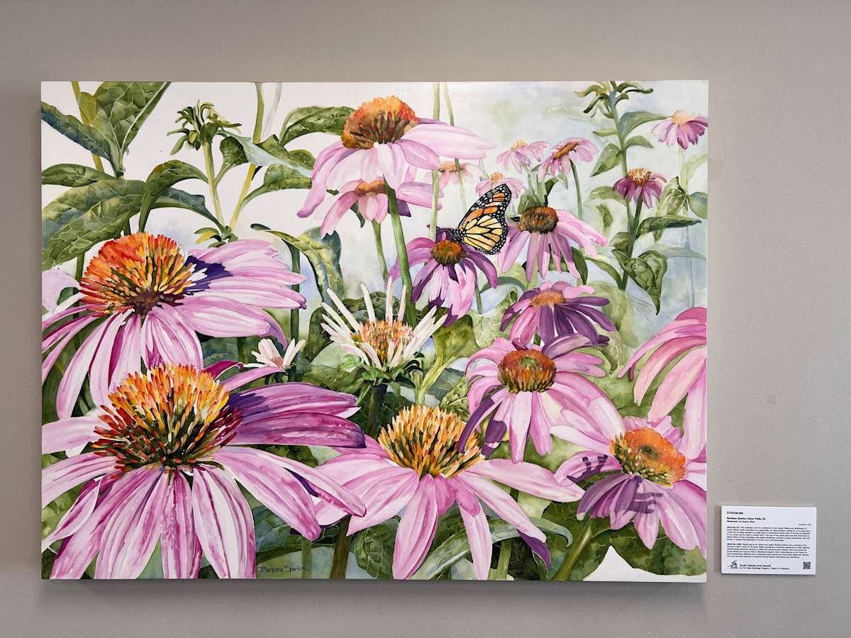 Echinacea by Barbara Sparks  Image: “This painting is part of a collection of work called ‘Weeds and Wildflowers of South Dakota’ which celebrates the natural gifts our state provides, waiting for us to enjoy them. I made this so large because you might step on echinacea (Lakota name is Ica’hpe hu) because it is so small, and our state is loaded with it. The root of this native plant was first discovered by Native tribes to treat snakebites, bee stings, headaches, stomach cramps, toothaches, and sore throats in people AND distemper in horses, and is still used today.”