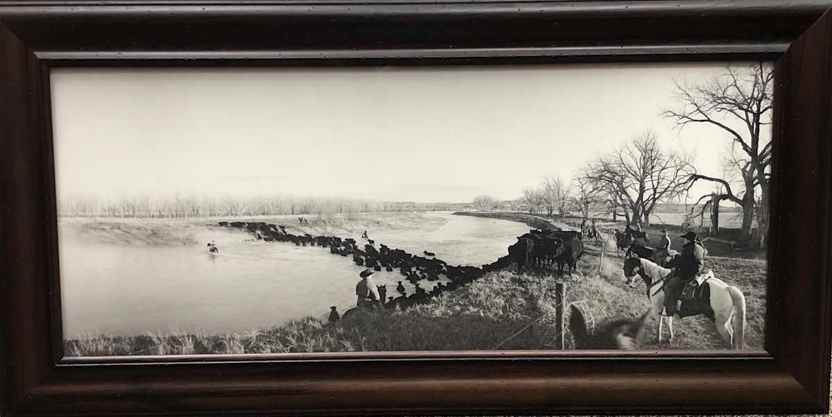 Taking Fortune's Yearlings Across the White River to Kadoka by Jean Laughton  Image: “Part of a series titled ‘My Ranching Life’, this photo was taken at the White River Crossing on the old TL Ranch south of Belvidere, SD. We trailed 300 head of Bob Fortune’s yearlings for 18 miles. I have been documenting present-day cattle work from horseback with
a Noblex 120 swing camera while working on a ranch previously owned by Earl Thode, the first World Champion All-Around Cowboy & Bronc Rider in 1929. This land has a permanence all its own ... hardworking family ranchers surviving, carrying on their Western heritage.”