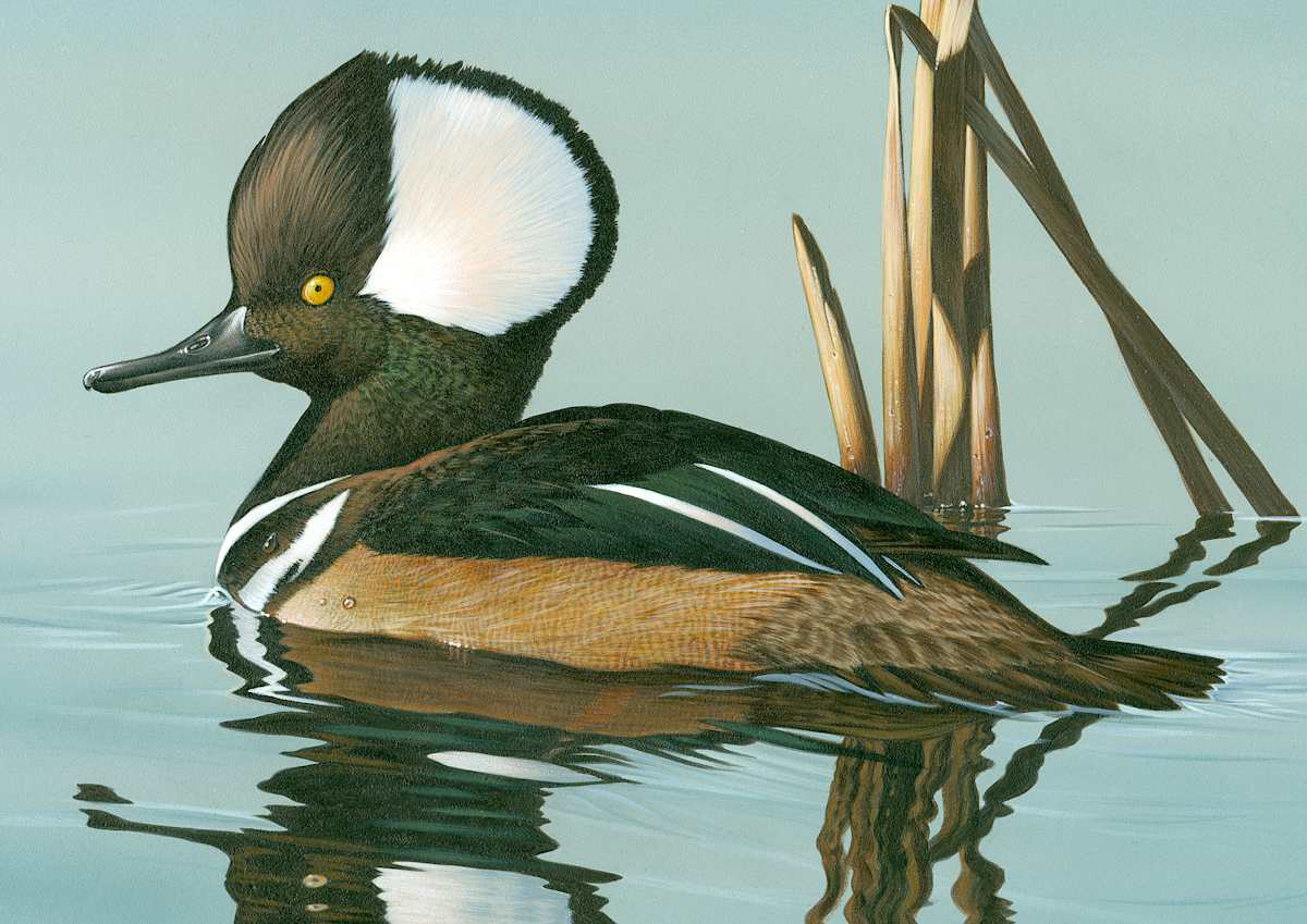Hoodie by Adam Oswald  Image: “This painting was done from a reference photo I took at Capitol Lake in Pierre. In the last few years a few have shown up in late fall, and they are unlike most of the water- fowl spotted on that lake. Getting close enough for a good photo of a Hooded Merganzer is not easy to do, even on a lake in the middle of town. I got lucky one day, and captured an amazing
photo; I knew immediately that I needed to create a painting of this beautiful duck with the water
droplets weaving their way down his black, white, and gold colored chest.”