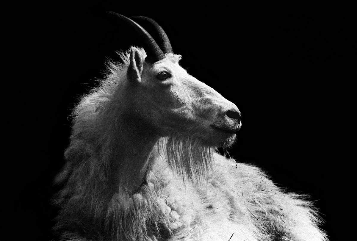 Nebuchadnezzar by Ray Tysdal  Image: “Wildlife provides us with a visual exercise in light and shade. Using high-speed film and experimental dark room techniques, the animal was isolated from its natural habitat and surrounded with pure black. This allows the viewer to examine the rich texture of physical characteristics as well as personality. Although not native to South Dakota, the mountain goat has become a fixture in the rugged terrain of the southern Black Hills. This billy posed behind Mt. Rushmore with the confidence of the king of the realm.”