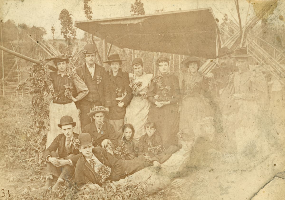 Hops Harvest by Unknown, United States 