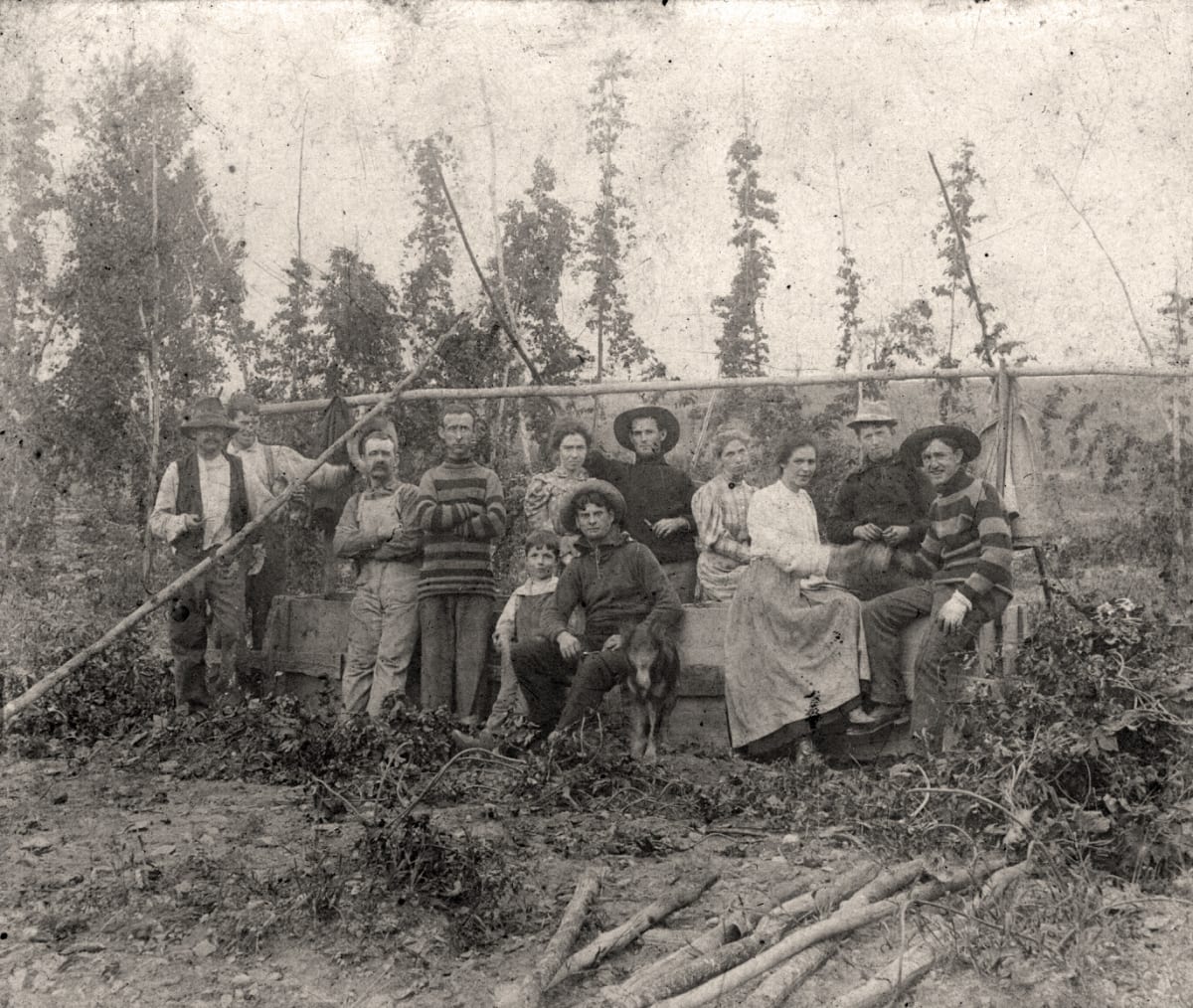 Hops Harvest by Unknown, United States, Image 1.