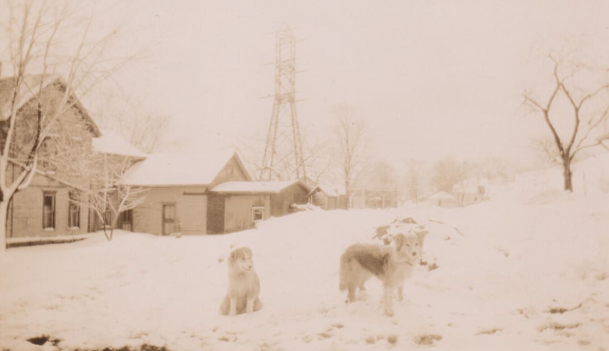 Trixie and Puppy, Knights Farm by Maynard A. Knights 