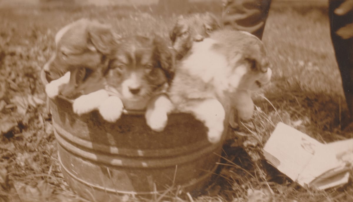 Tub of Puppies by Maynard A. Knights 