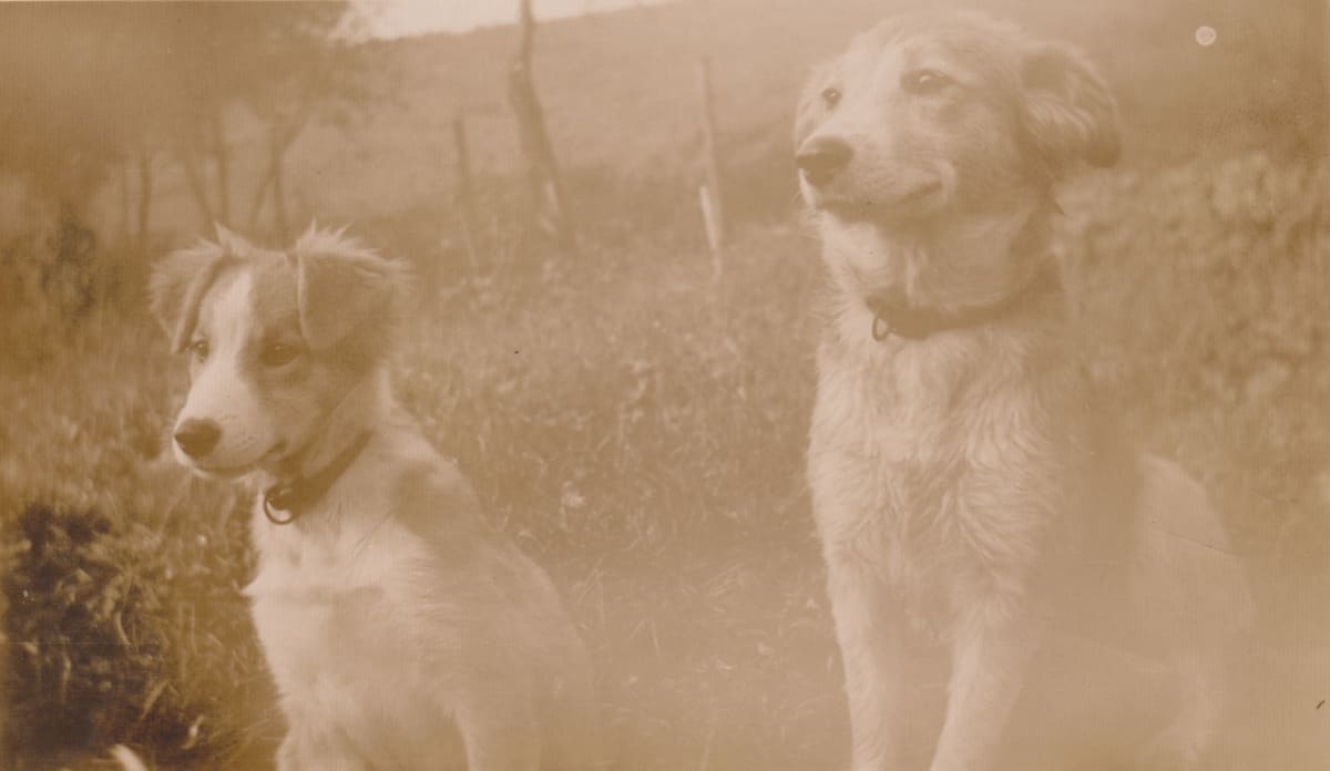 Trixie and Puppy by Maynard A. Knights 