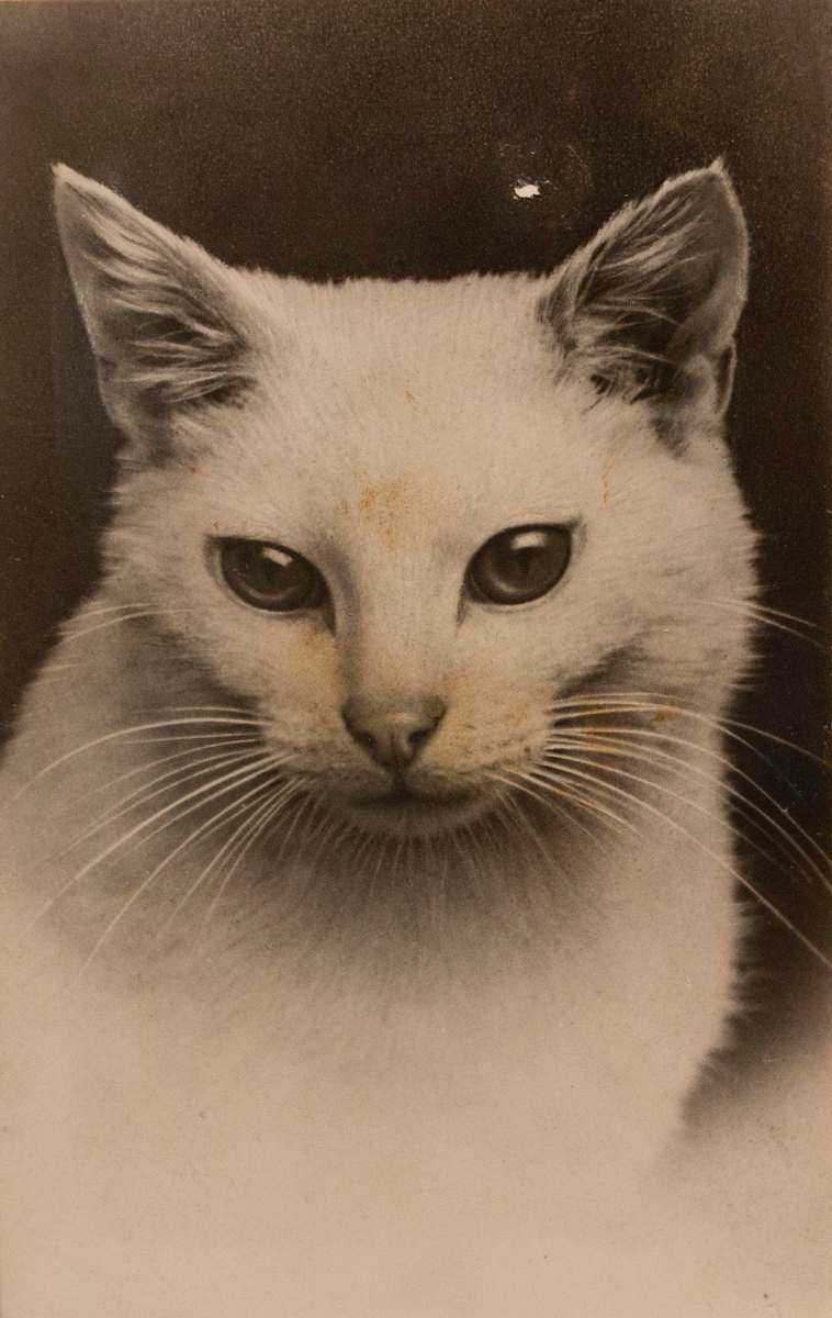 Squeaky Postcard by Unknown, France 