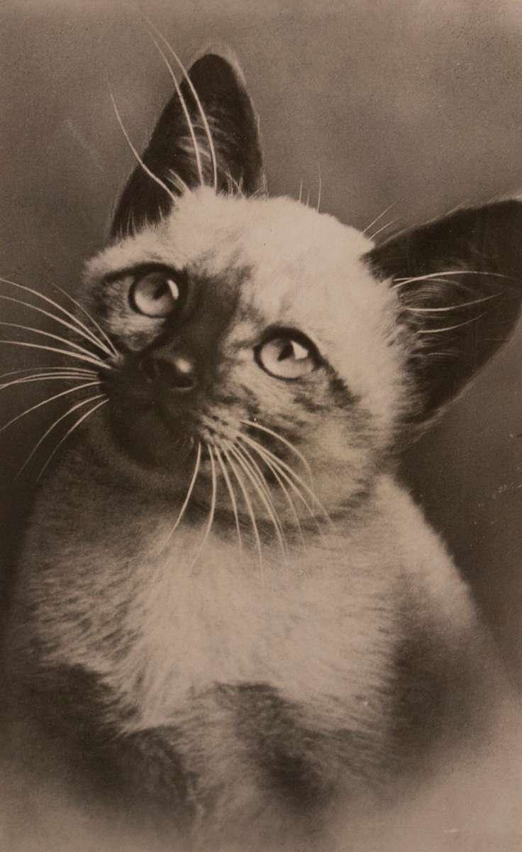 Squeaky Postcard by Unknown, France 