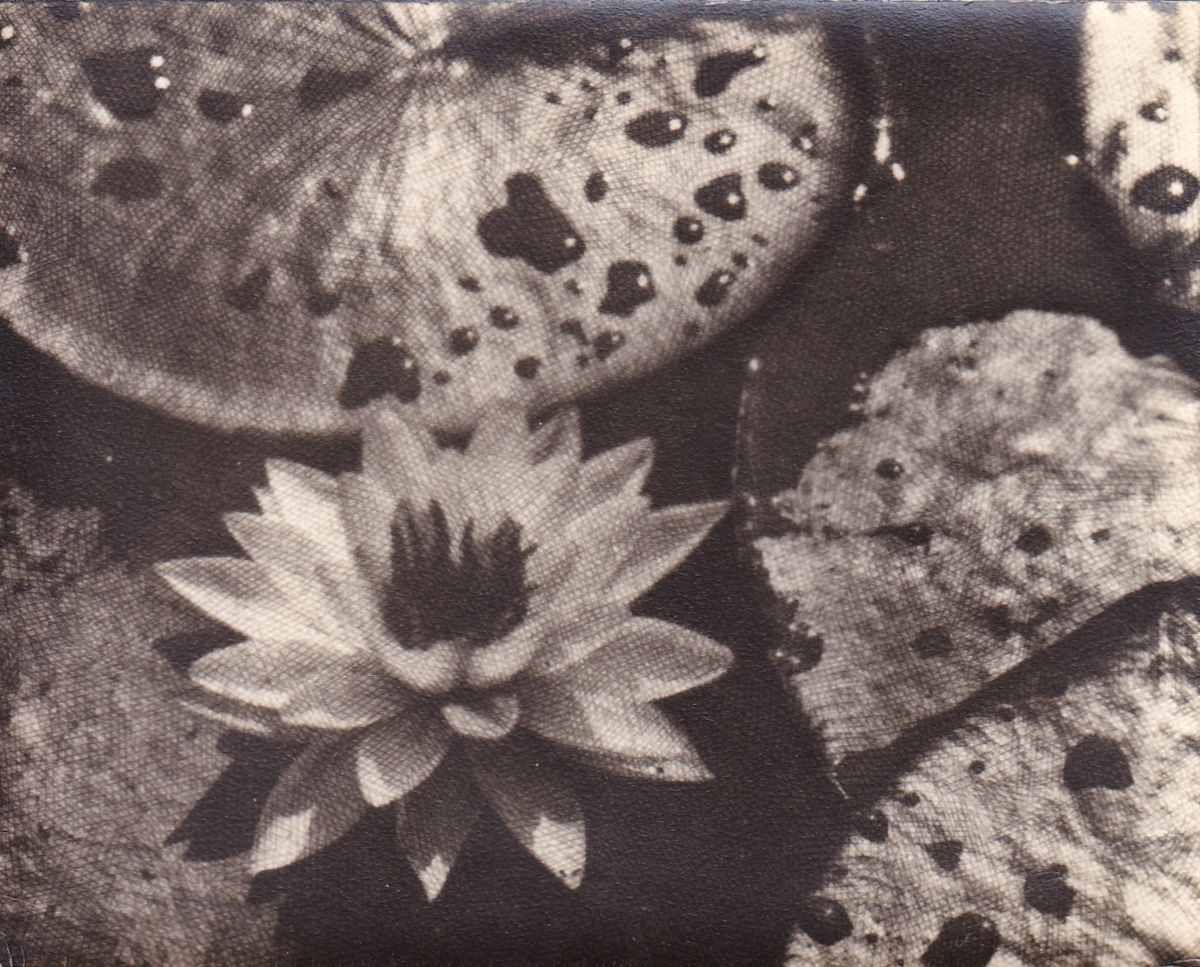 Untitled (Water Lilies) by Mitchel A. Obremski 