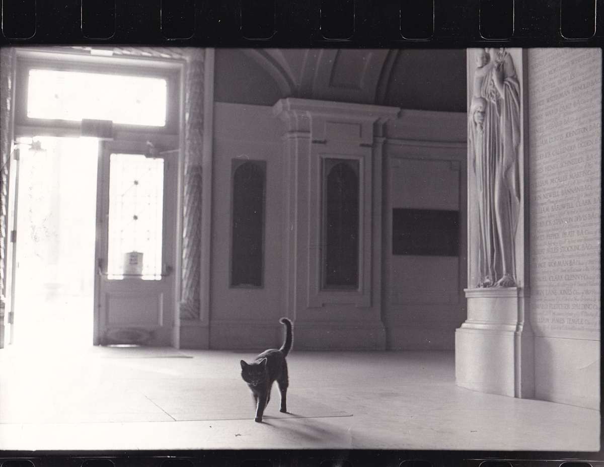 Cat in Lobby by Unknown, United States 