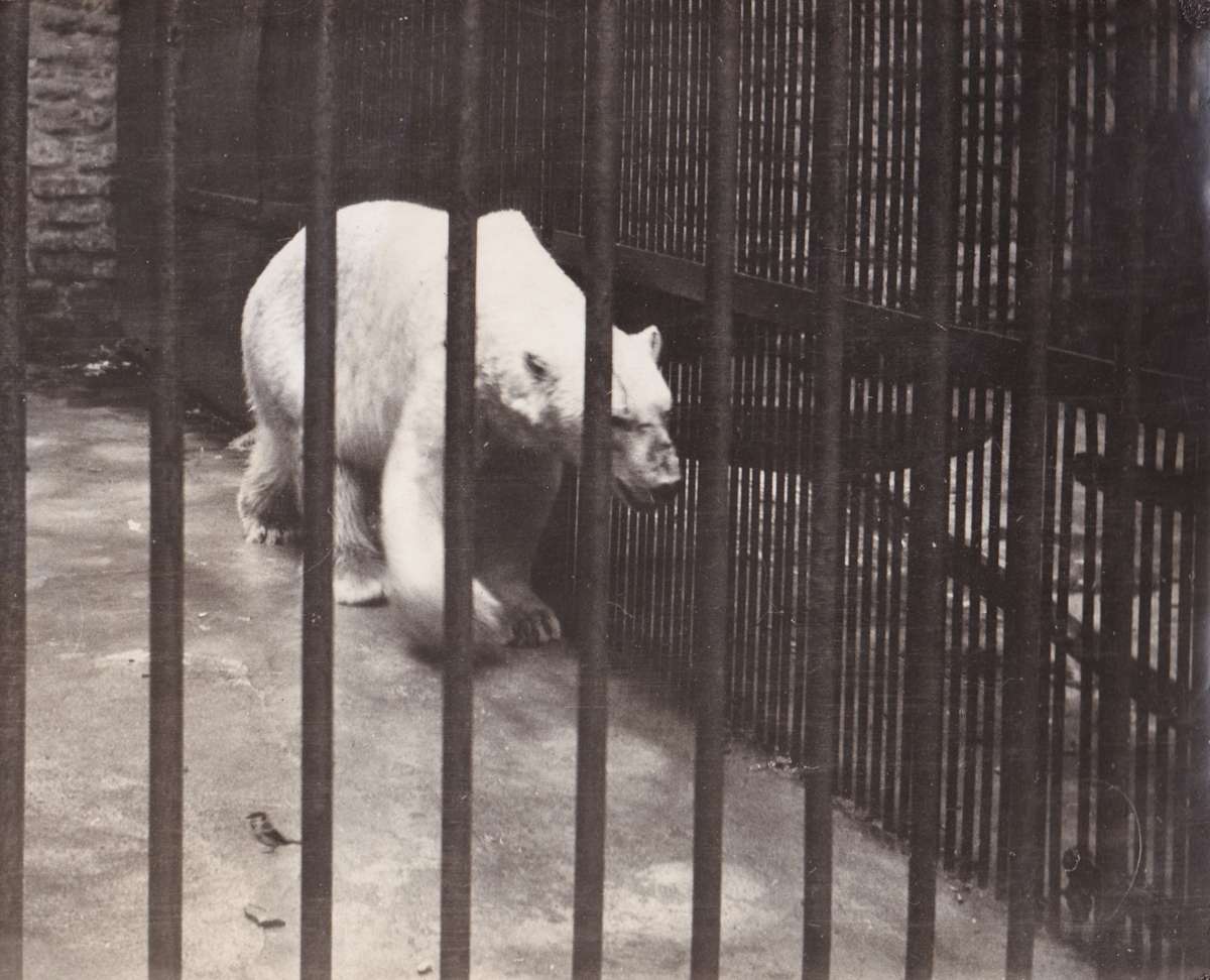 The Prisoner by Mitchel A. Obremski 