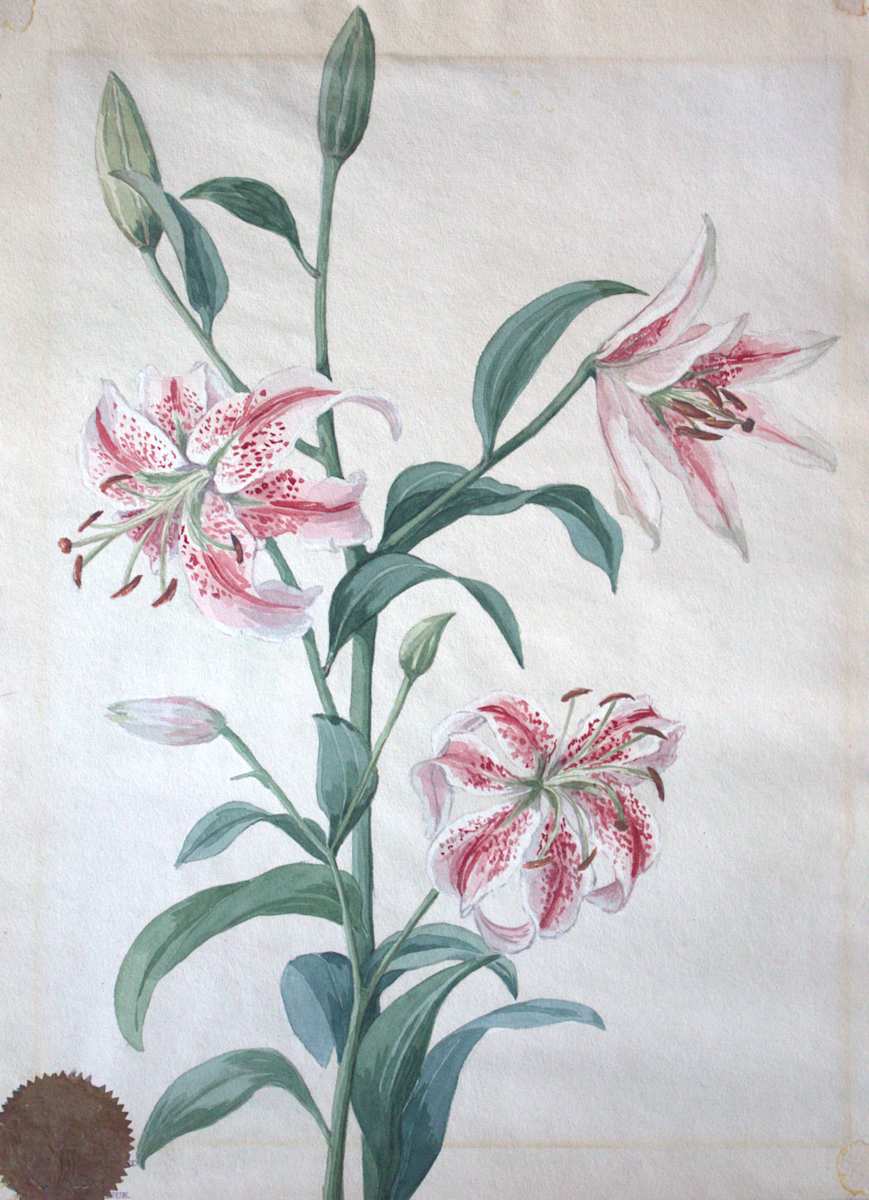 Tiger Lily by Viola Palmer 