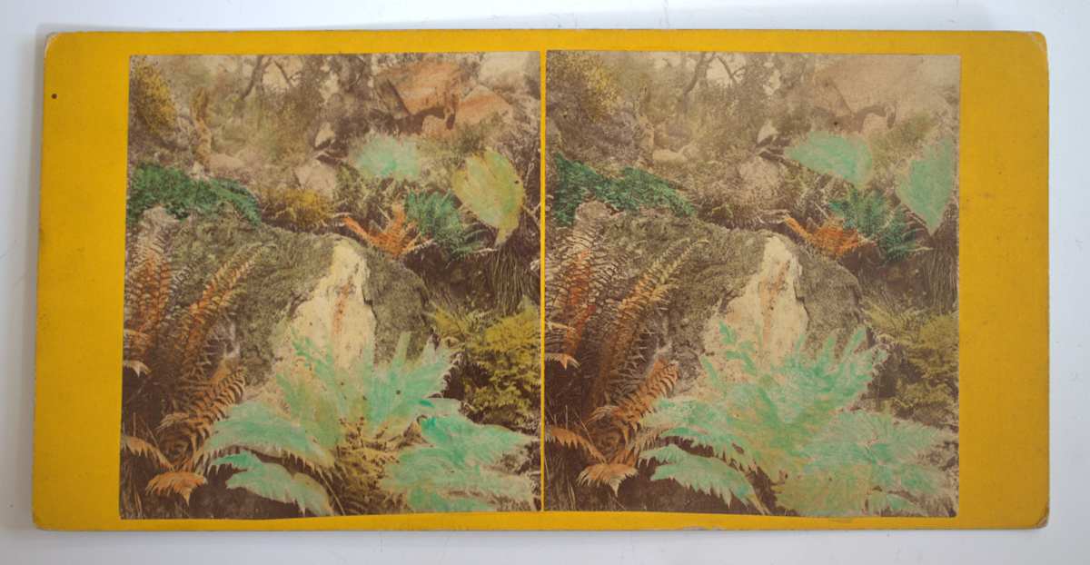 Ferns by Unknown, Image 1.