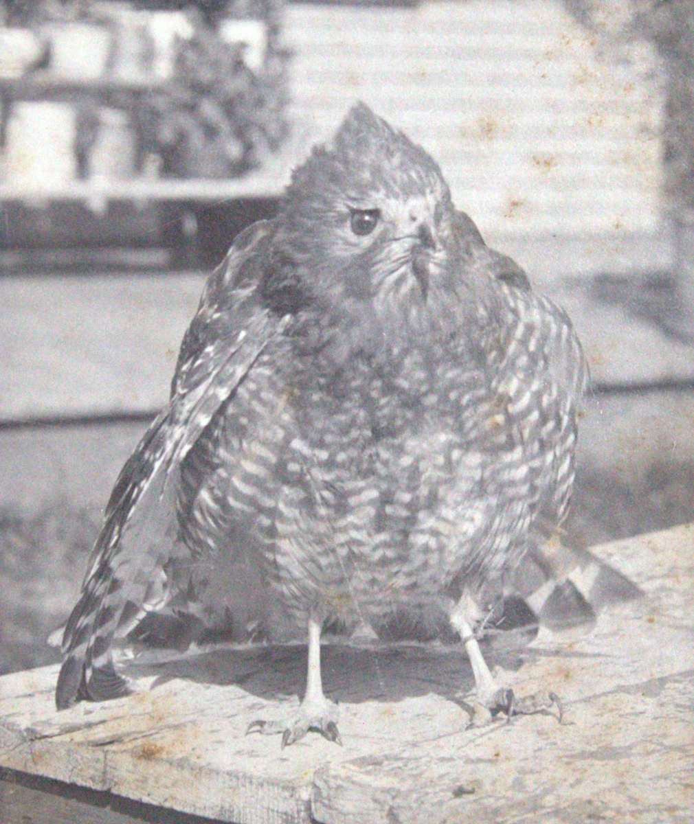Pet Grouse by Unknown, United States, Image 1.