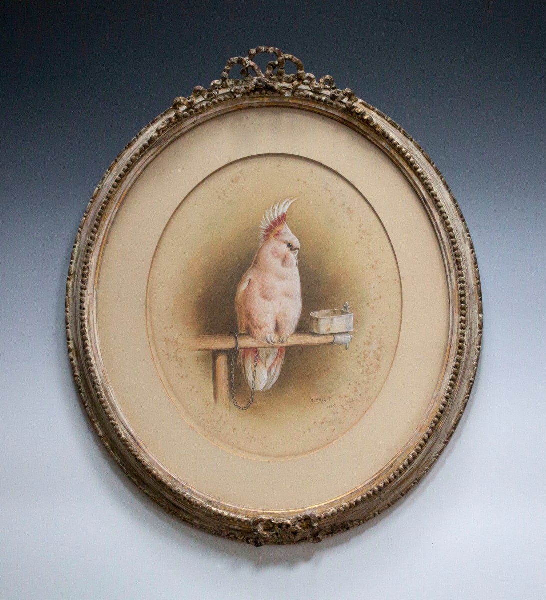 Portrait of a Cockatiel by Harry Bright 