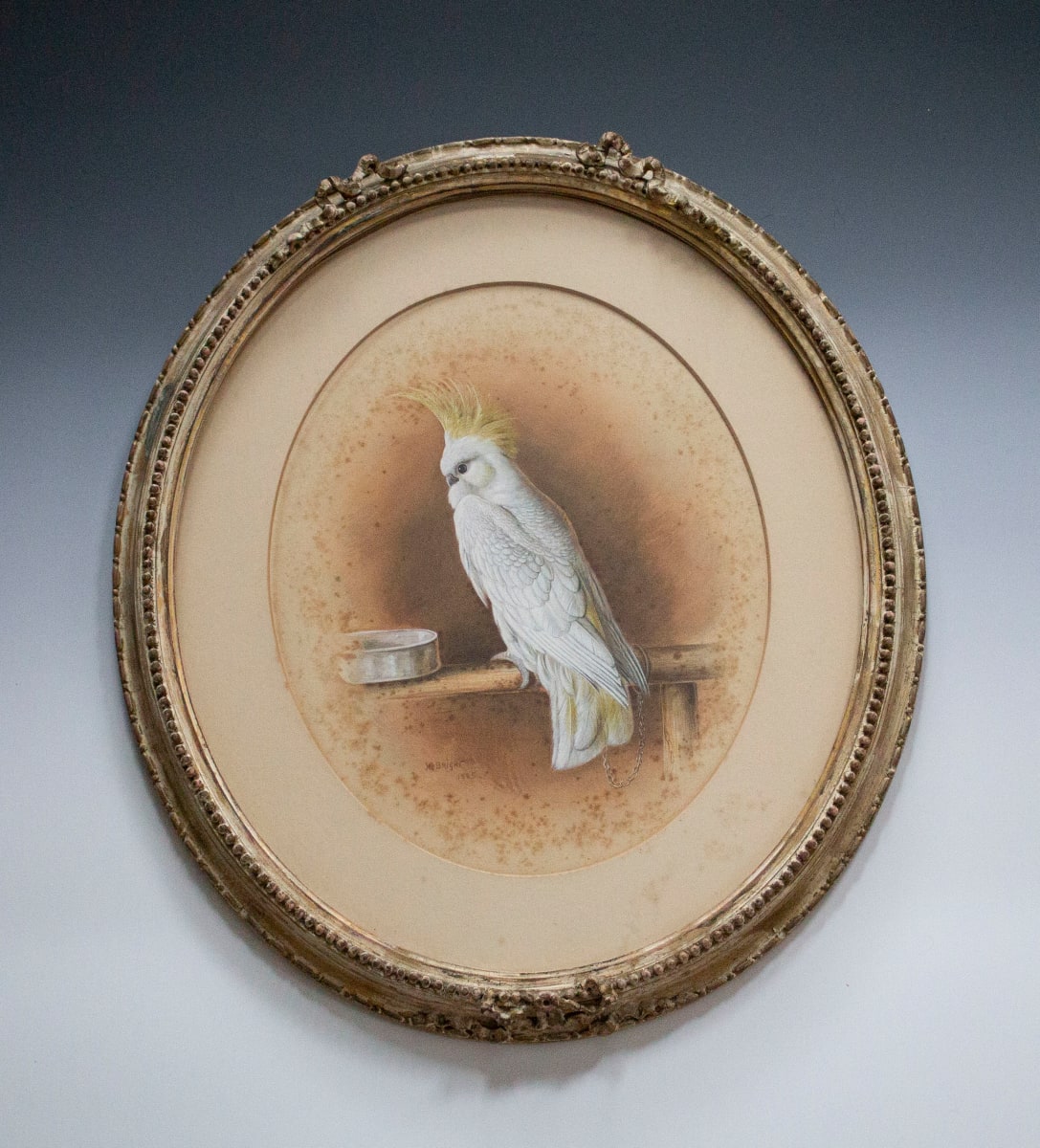 Portrait of a Cockatiel by Harry Bright 