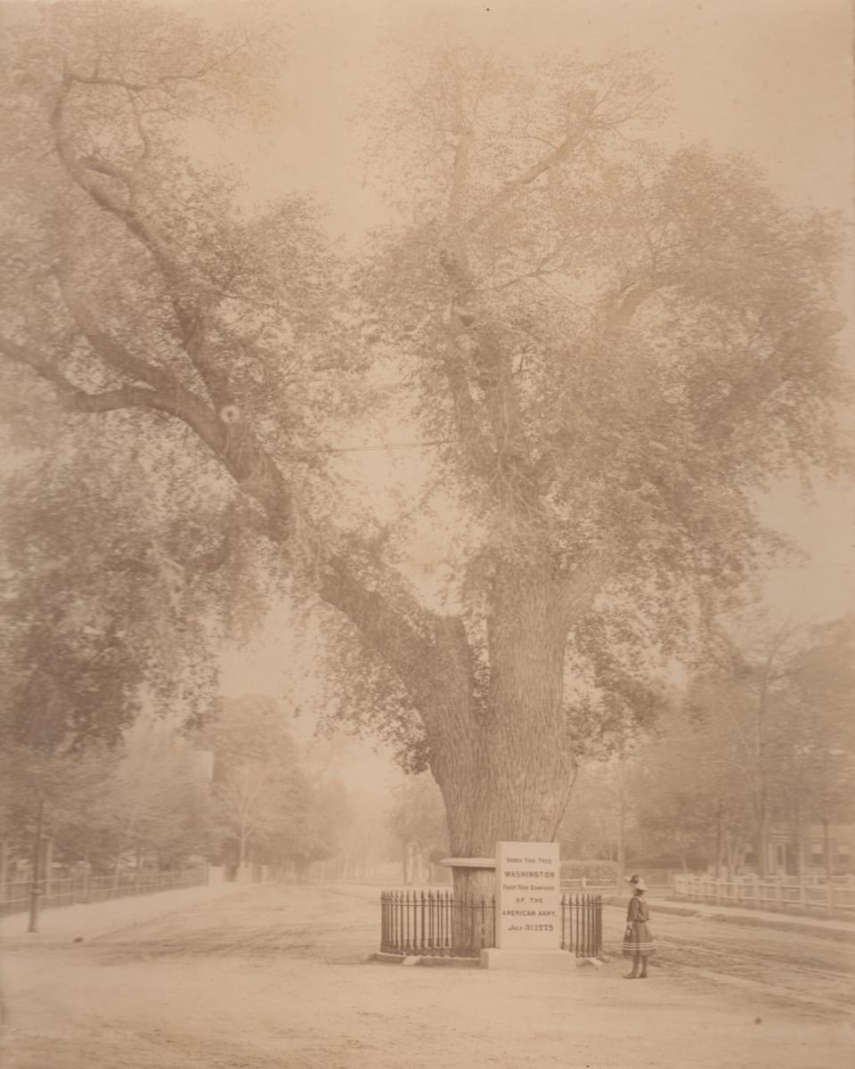 The Washington Elm by Unknown, United States, Image 1.