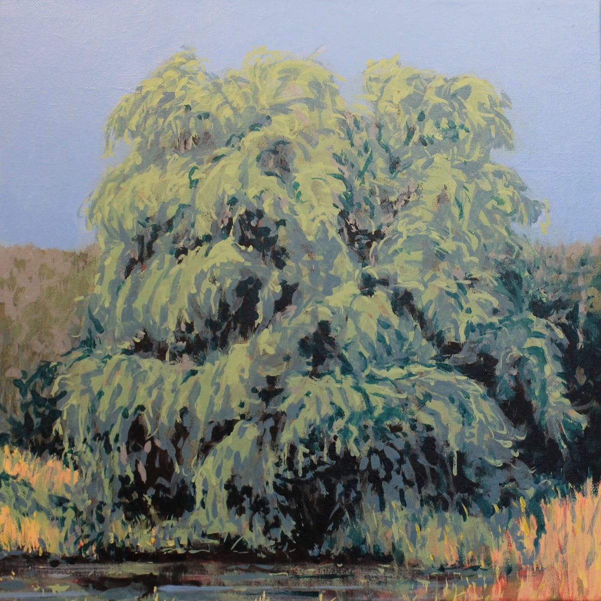 Study of  a Willow Tree in Summer by Douglas H Caves Sr 