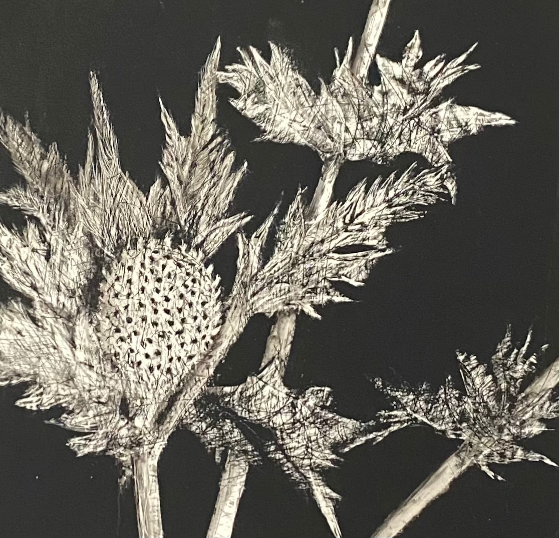 "Thistle" by Carol M Ross 