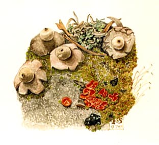 Earthstars - Geastrum SP by Katrina SYME 