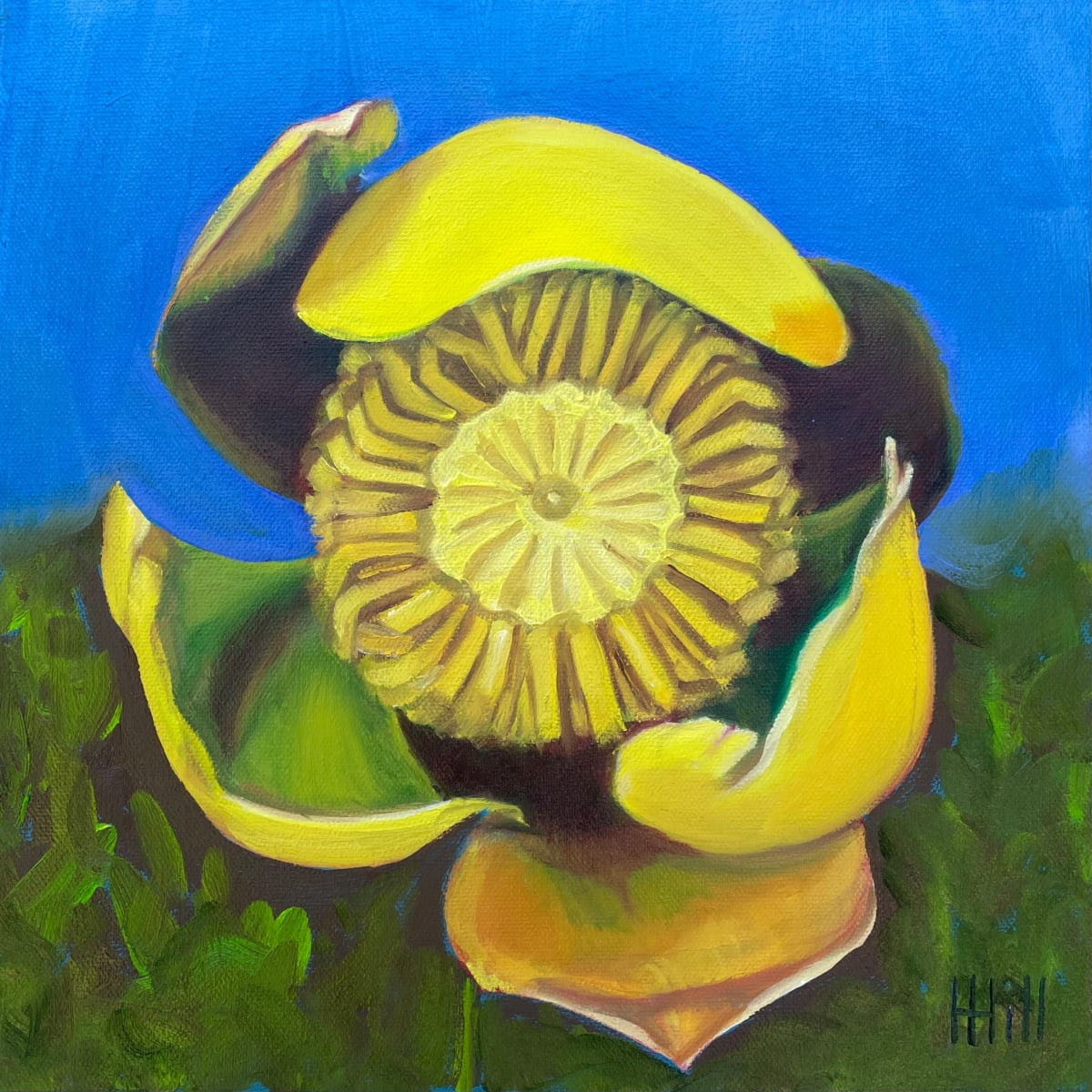 Yellow Pond Lily #3 by Harriet Hill 