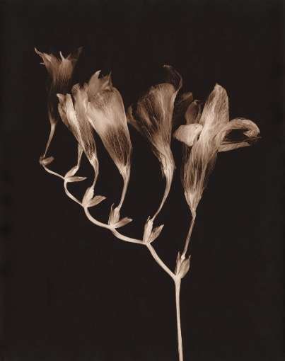 Freesia I by Ron Moultrie Saunders 