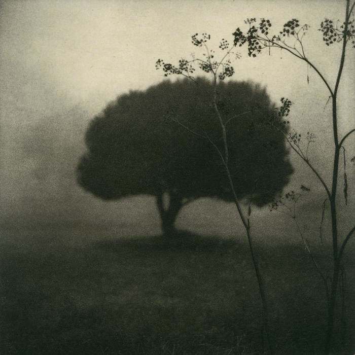 Tree with Fennel by Max Kellenberger 