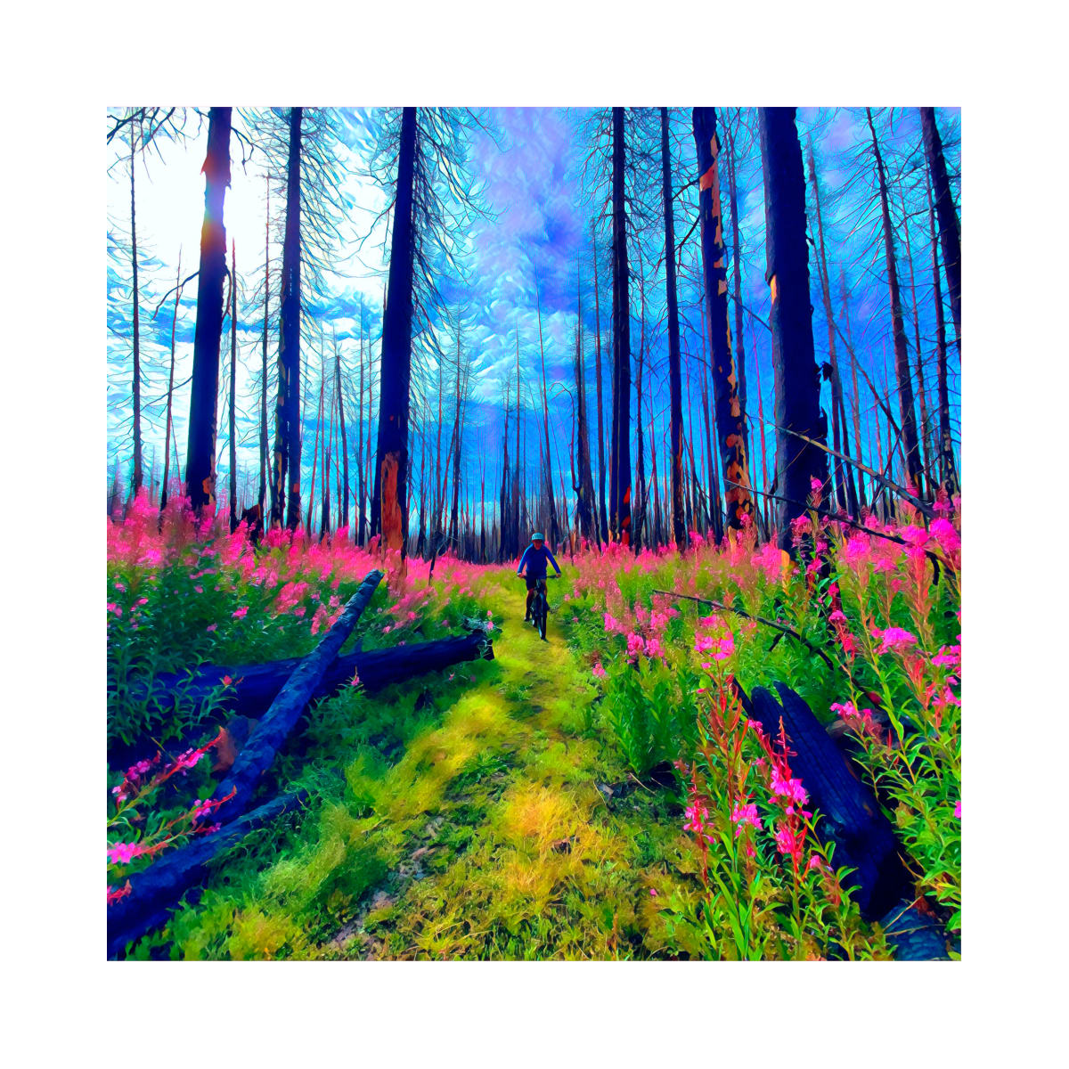 Fireweed in the charred forest. by Art Burrows  Image: Life erupts out of the charred remains of the lodge pole forest.