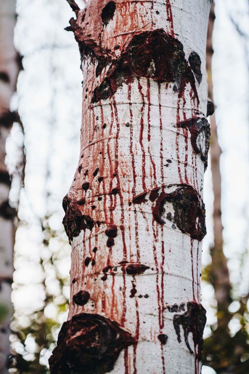 Massacre in the forest by Tamara Susa 