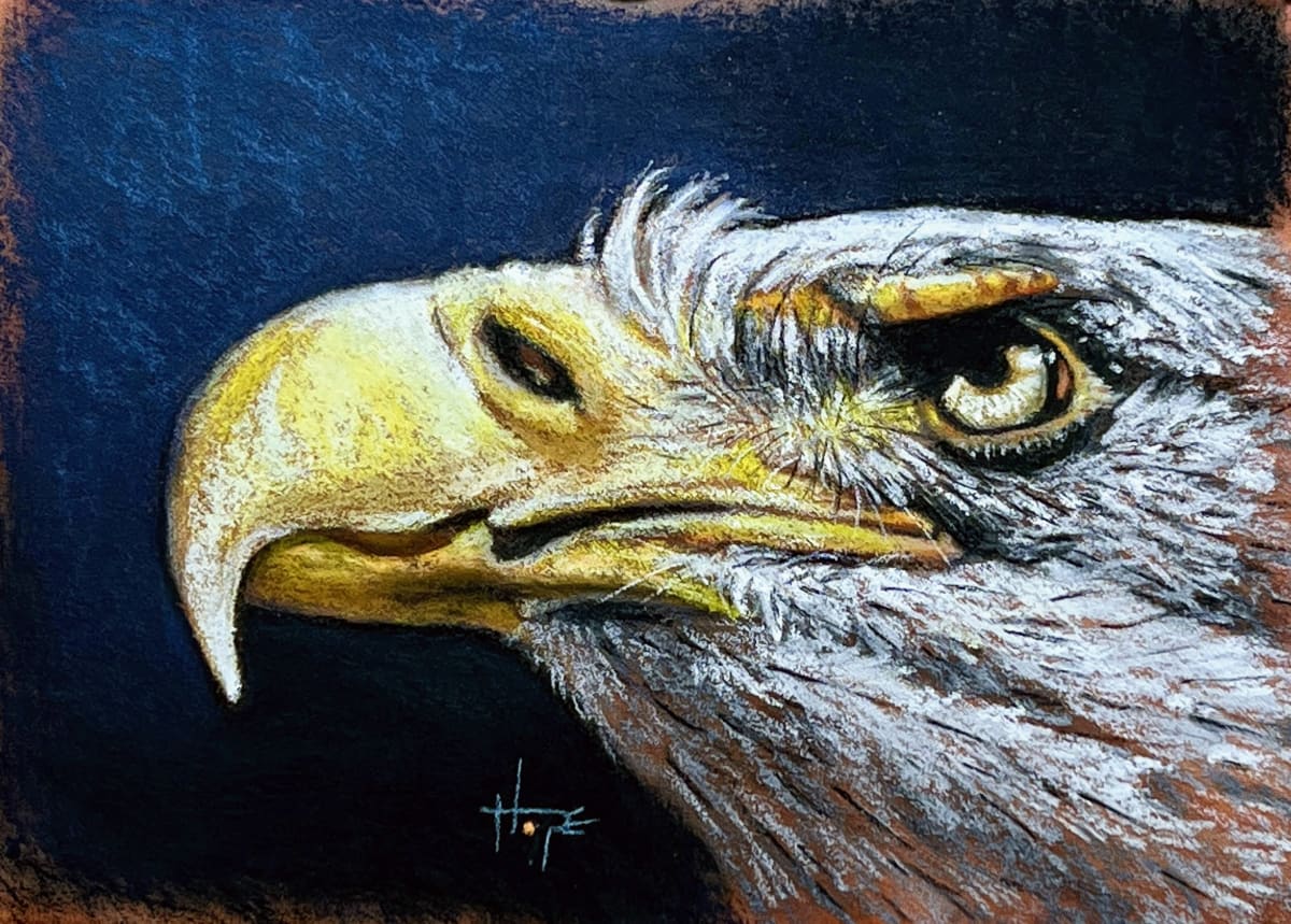 Eagle study 2 by Hope Martin 