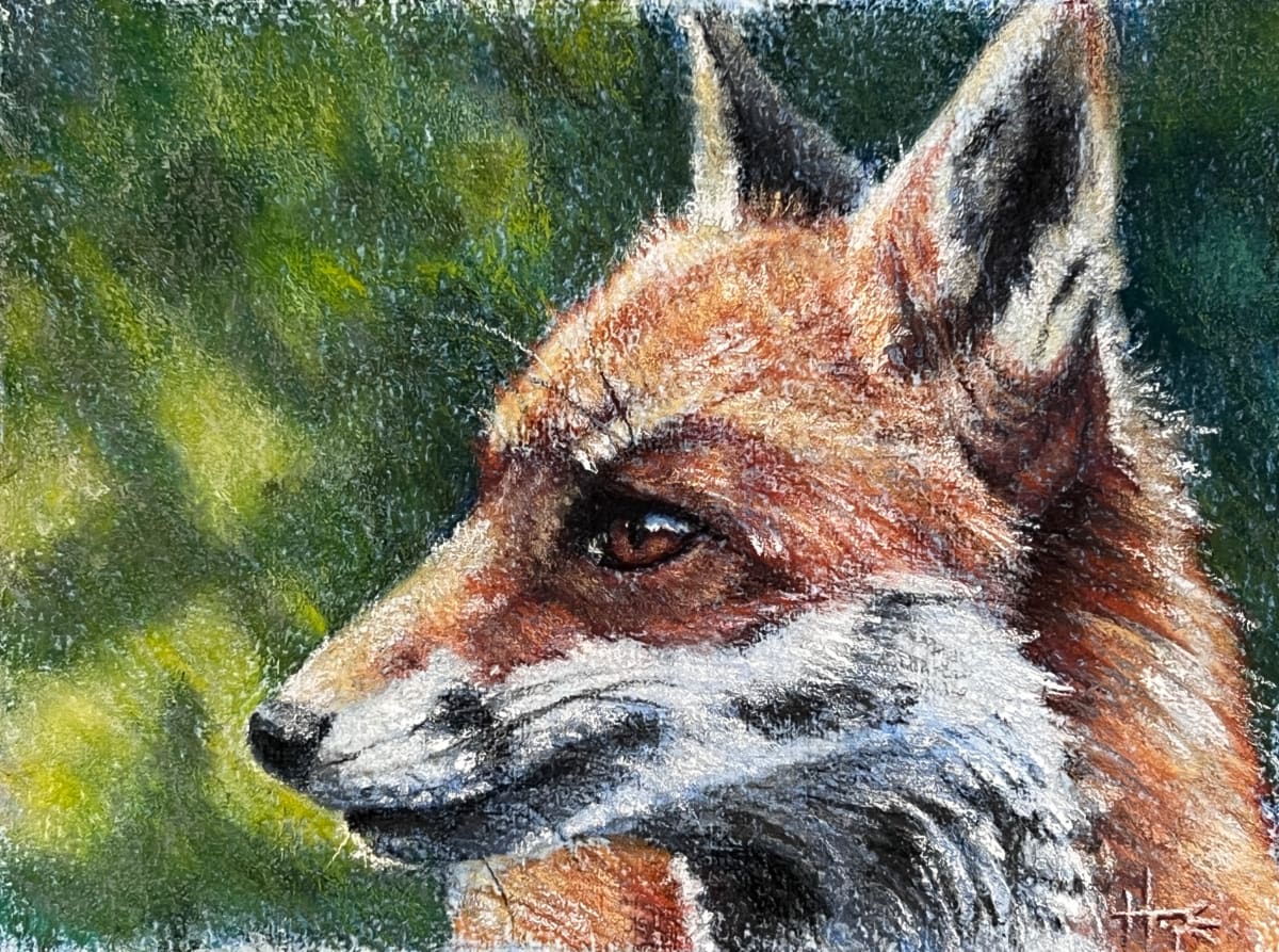 Fox study by Hope Martin, Image 1.