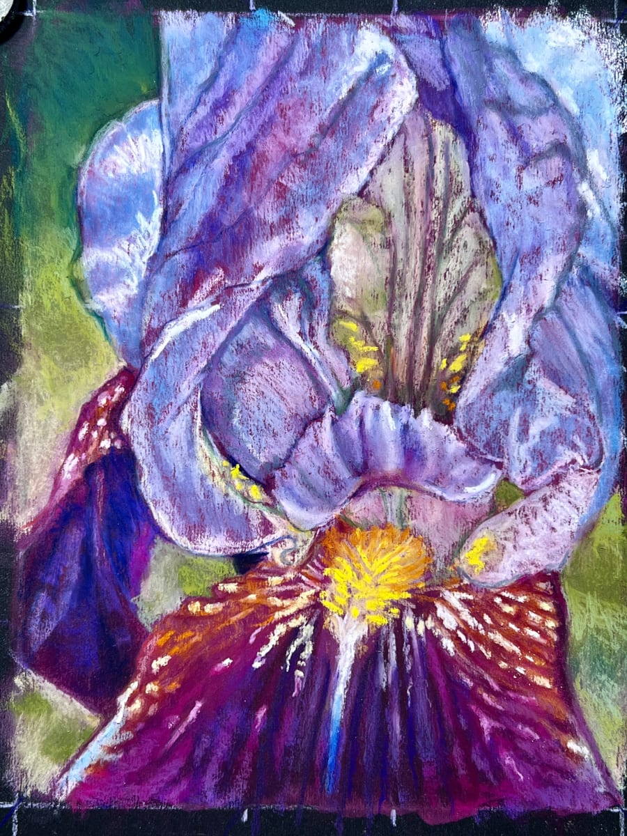 Iris Study by Hope Martin  Image: close up of a colorful iris flower