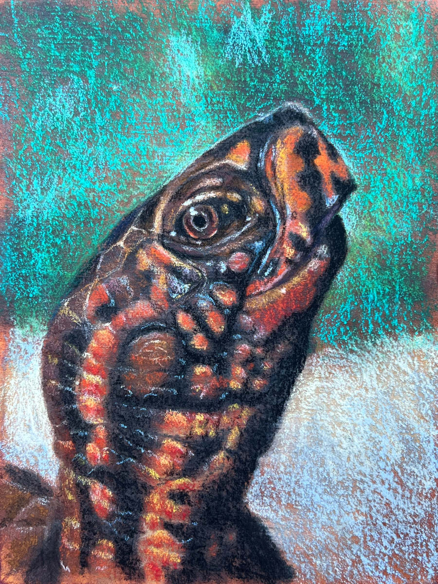 Turtle study 2 by Hope Martin 