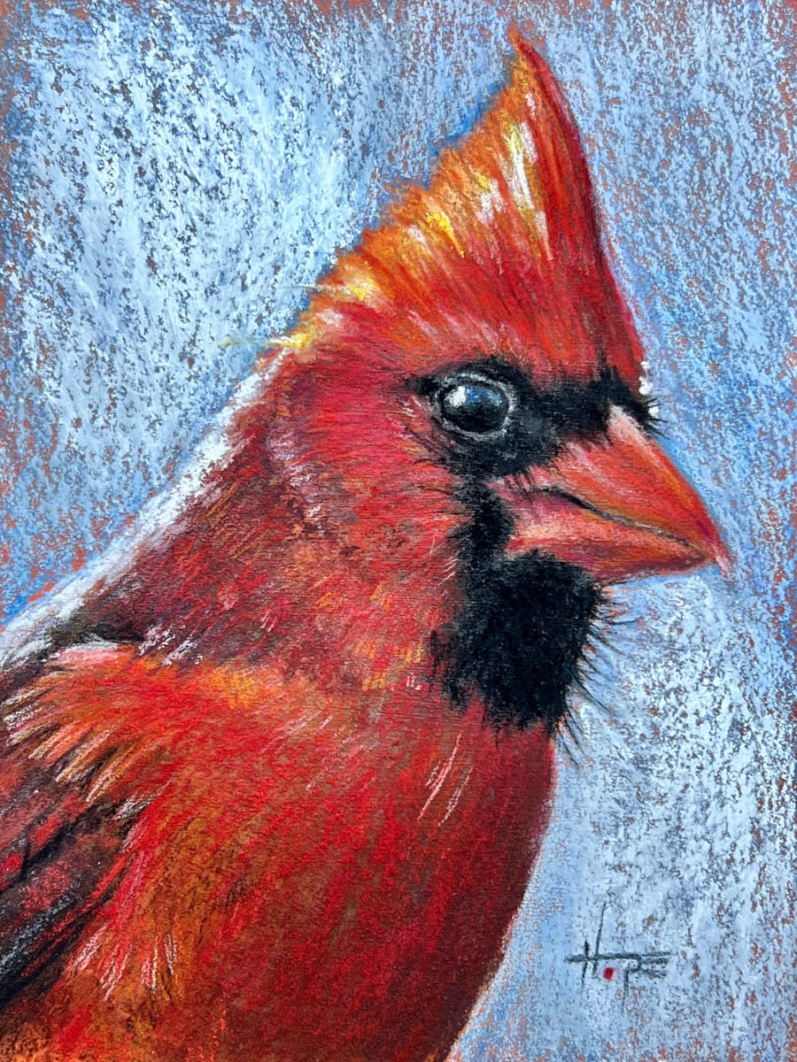 Male Cardinal study by Hope Martin  Image: portrait of a male cardinal