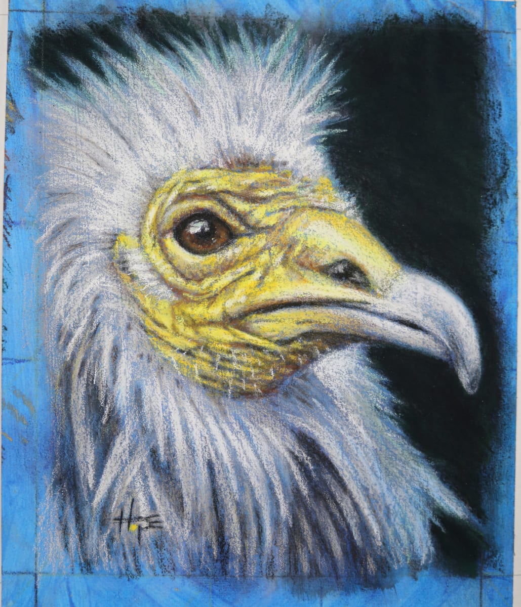 Egyptian Vulture study by Hope Martin 