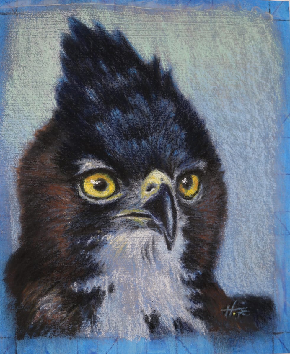 Hawk Eagle study by Hope Martin, Image 1.