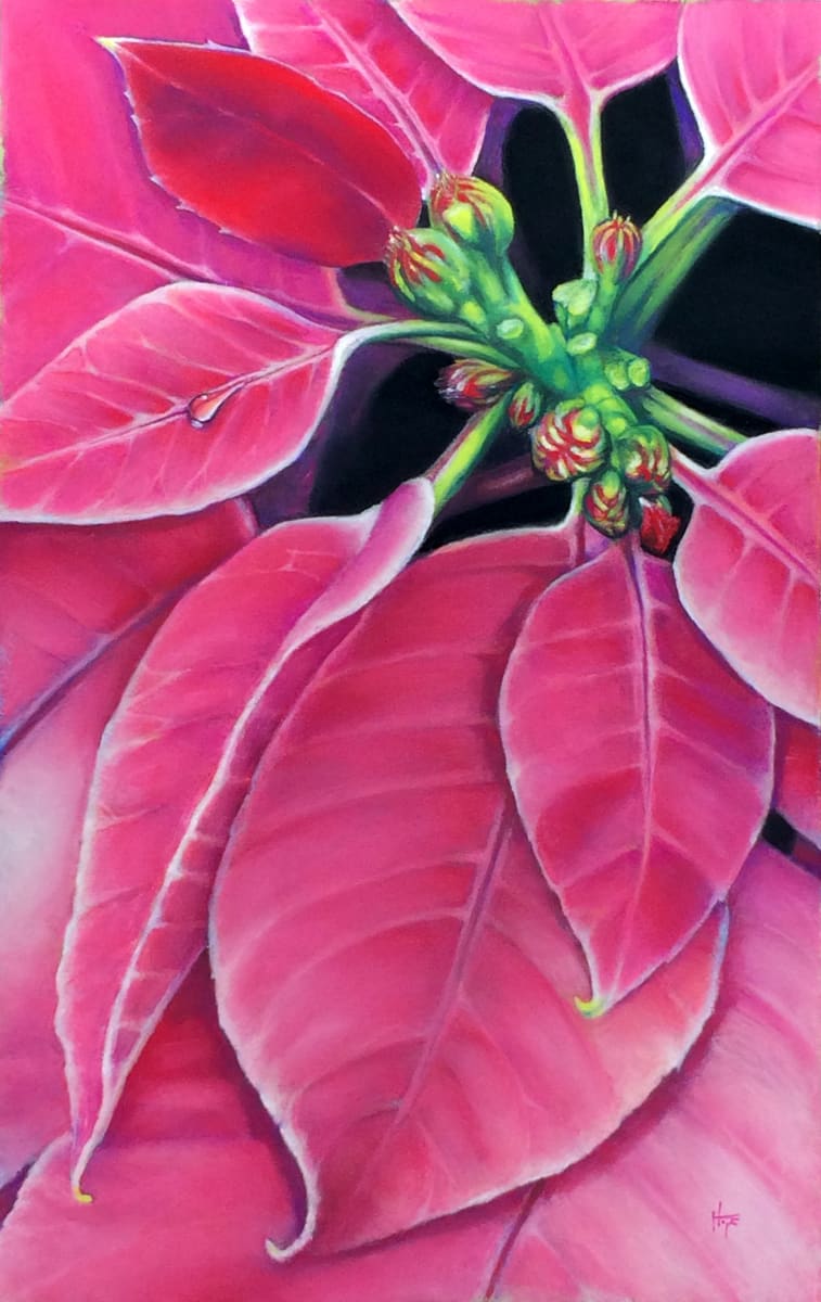 Pink Poinsettia by Hope Martin 