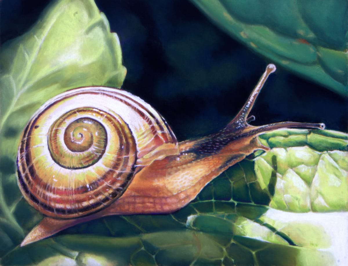 Snail's Pace by Hope Martin 