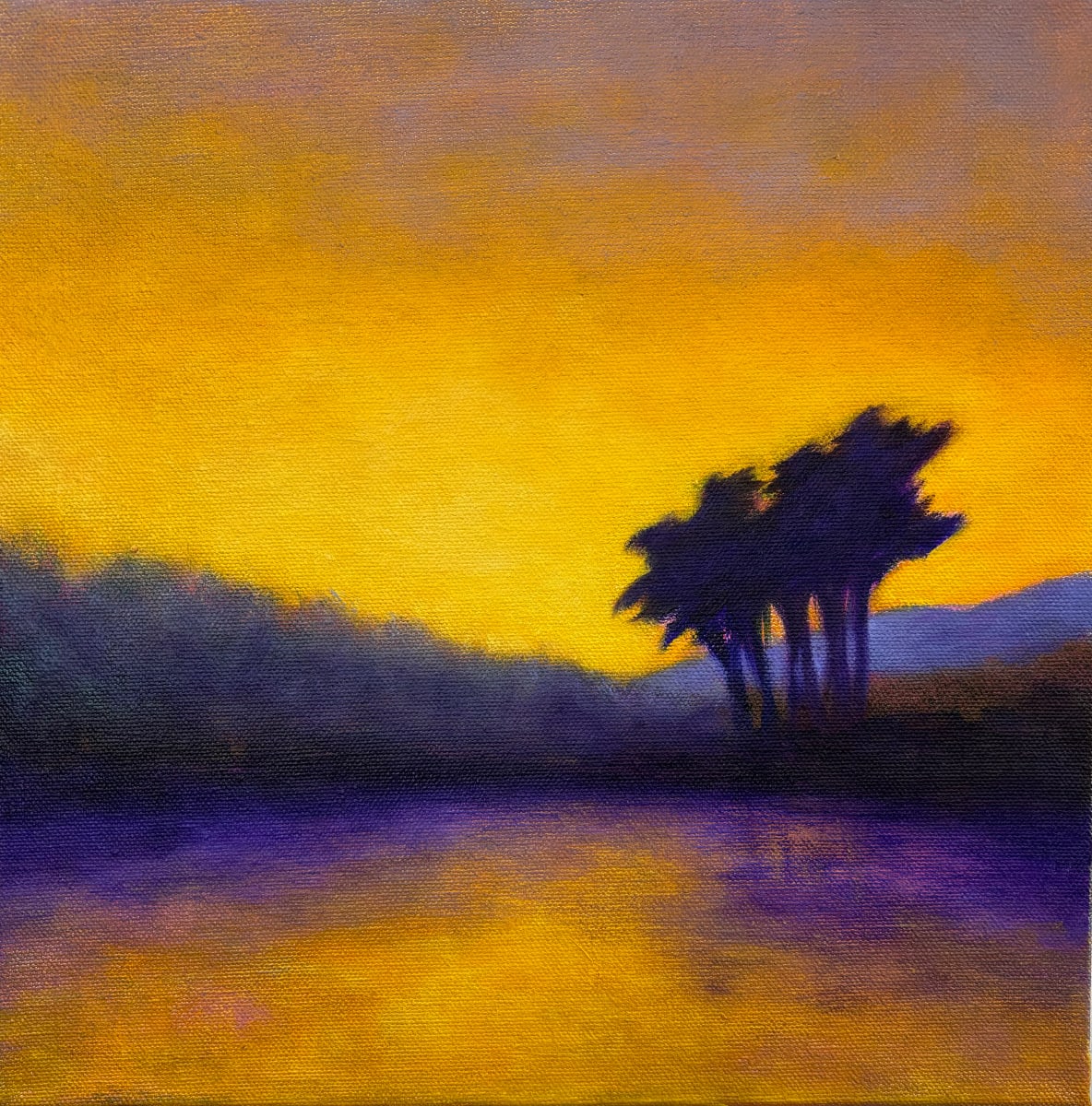 Sunset Cypress by Victoria Veedell 