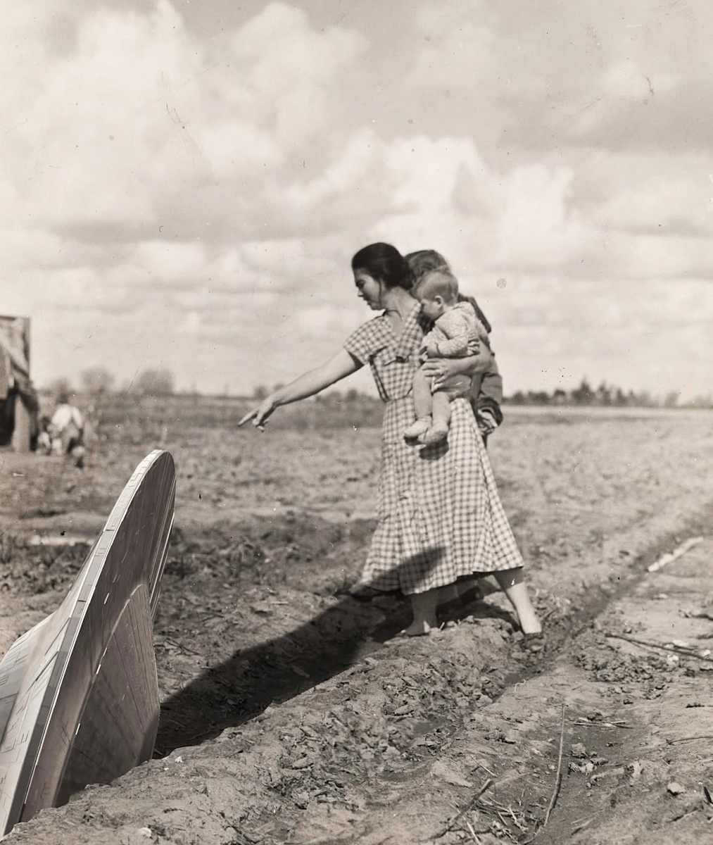 Harvest by Ariel Kohn 