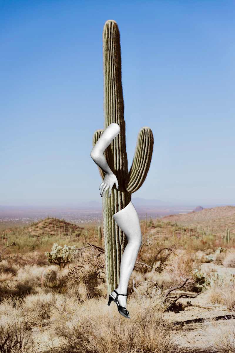 Desert Rose by Ariel Kohn 