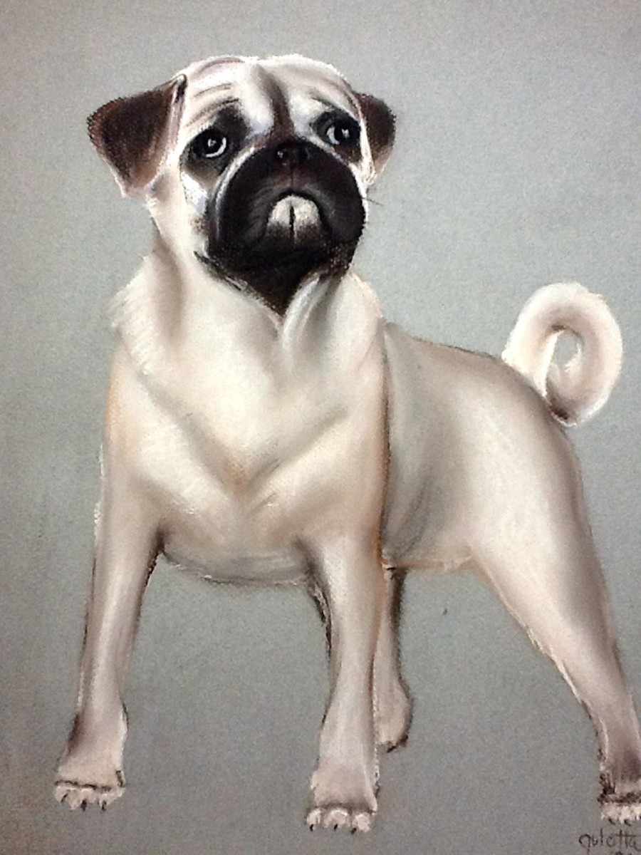 PUG by barbara gulotta 