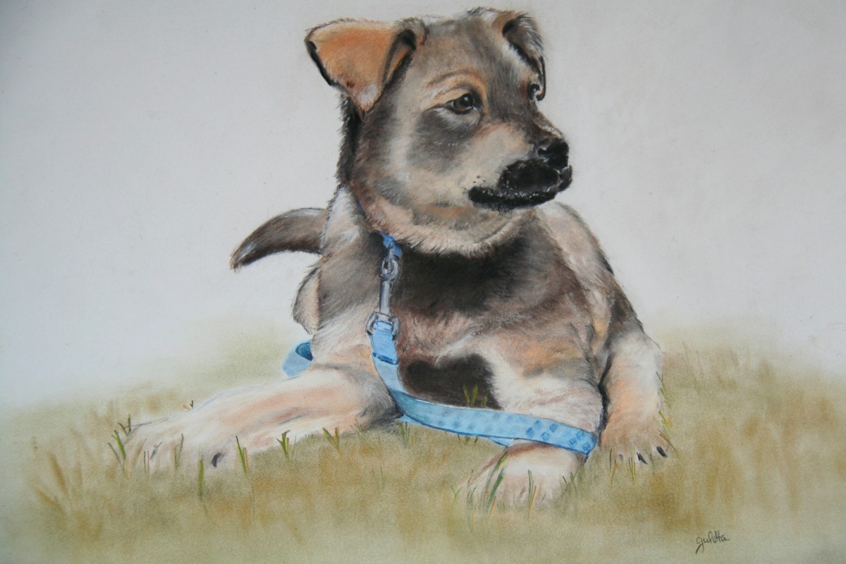 BANDIT by barbara gulotta 